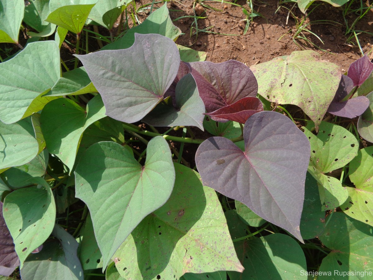 Ipomoea batatas (L.) Lam.